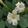 Jasminum Officinale 'Clotted Cream' -PlantEra Shop JASCLCR