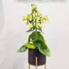 Kalanchoe Magic Bell 1 Kalanchoe Magic Bell -PlantEra Shop KMAGICBEL