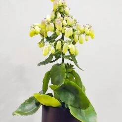 Kalanchoe Magic Bell 6 Kalanchoe Magic Bell -PlantEra Shop KMAGICBEL 2