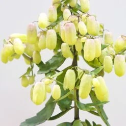 Kalanchoe Magic Bell 7 Kalanchoe Magic Bell -PlantEra Shop KMAGICBEL 3