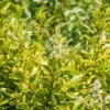 Ligustrum Ovalifolium 'Aureum' 1 Ligustrum Ovalifolium 'Aureum' -PlantEra Shop LIGUSOVAUR