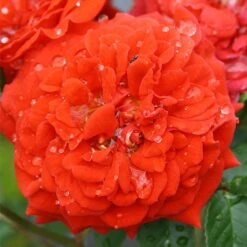 Little Bronze Rose -PlantEra Shop LITTLEBR 1