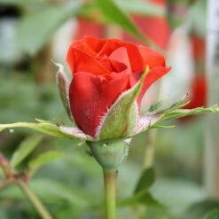 Little Bronze Rose -PlantEra Shop LITTLEBR 2