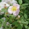 Little Rambler Climbing Rose -PlantEra Shop LITTLERA