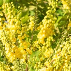 Mahonia X Media 'Winter Sun' 5 Mahonia X Media 'Winter Sun' -PlantEra Shop MAHWINTSUN 1