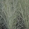 Miscanthus Sinensis 'Morning Light'