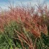 Miscanthus 'Red Zenith' -PlantEra Shop MISREZE