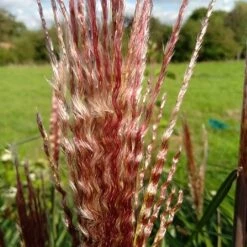 Miscanthus 'Red Zenith' -PlantEra Shop MISREZE 2