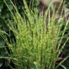 Miscanthus Sinensis 'Zebrinus Compact' -PlantEra Shop MISZEBC