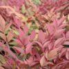 Nandina Domestica 'Obsessed' 1 Nandina Domestica 'Obsessed' -PlantEra Shop NANOBSE