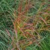 Panicum Virgatum 'Rehbraun' -PlantEra Shop PANREHB
