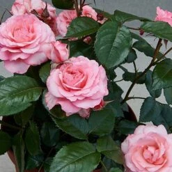 PlantEra Shop 11 Patio Rose Kelley Hit Rose