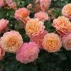 'Peach Melba' Bush Rose