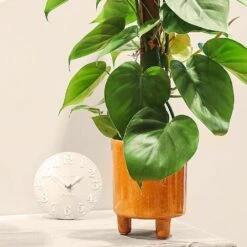 Philodendron Scandens 7 Philodendron Scandens -PlantEra Shop PHILSCA 3