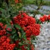 Pyracantha Coccinea 'Red Star' 1 Pyracantha Coccinea 'Red Star' -PlantEra Shop PYRAREDSTAR