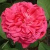 Rose De Rescht Shrub Rose -PlantEra Shop ROSEDER