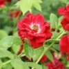 Ruby Rambler Climbing Rose -PlantEra Shop RUBYRAMB