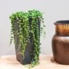 String Of Pearls (Senecio Rowleyanus) - Various Sizes -PlantEra Shop SENEANUS