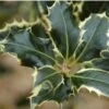 Ilex Aquifolium 'Argentea Marginata' 1 Ilex Aquifolium 'Argentea Marginata' -PlantEra Shop SHILAMA