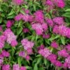 Spiraea 'Japonica Shirobana' -PlantEra Shop SPIRDJAPSHIR