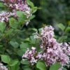 Syringa 'Meyeri Palibin' -PlantEra Shop SYRMEYPAL