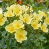Tottering By Gently English Shrub Rose -PlantEra Shop TOTBYGENT