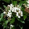 Viburnum Tinus 'Eve Price' -PlantEra Shop VIBURTINEP