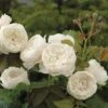 William & Catherine English Shrub Rose 1 William & Catherine English Shrub Rose -PlantEra Shop WILLCATH
