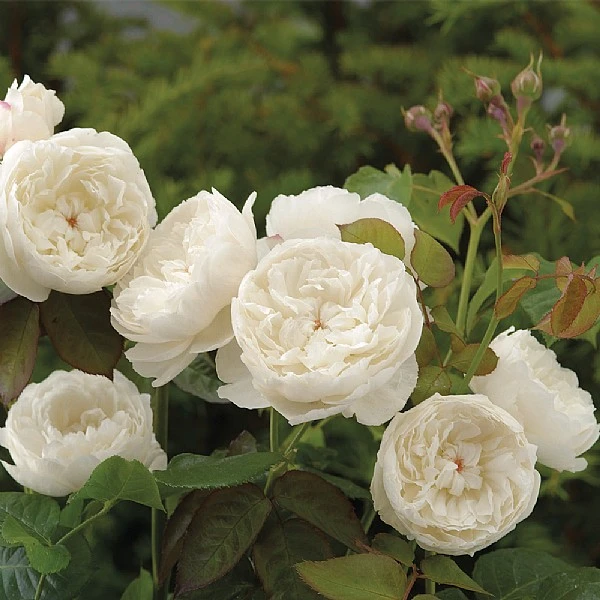 William & Catherine English Shrub Rose 3 William & Catherine English Shrub Rose