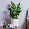 ZZ Plant (Zamioculcas Zamiifolia) -PlantEra Shop ZZPLANT