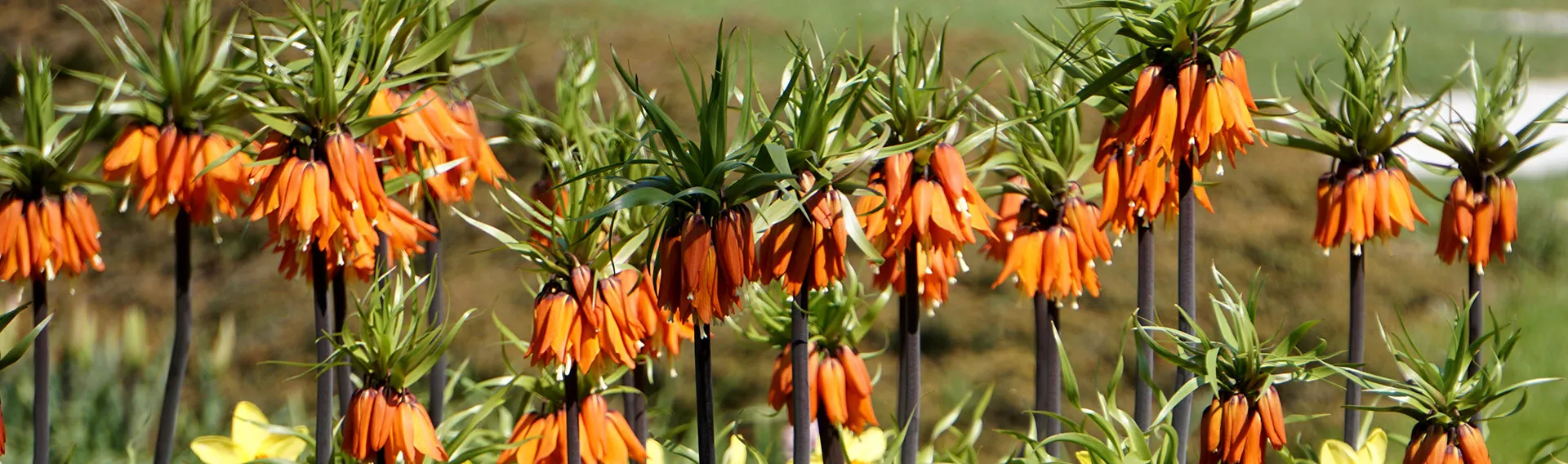 PlantEra Shop -PlantEra Shop banner959